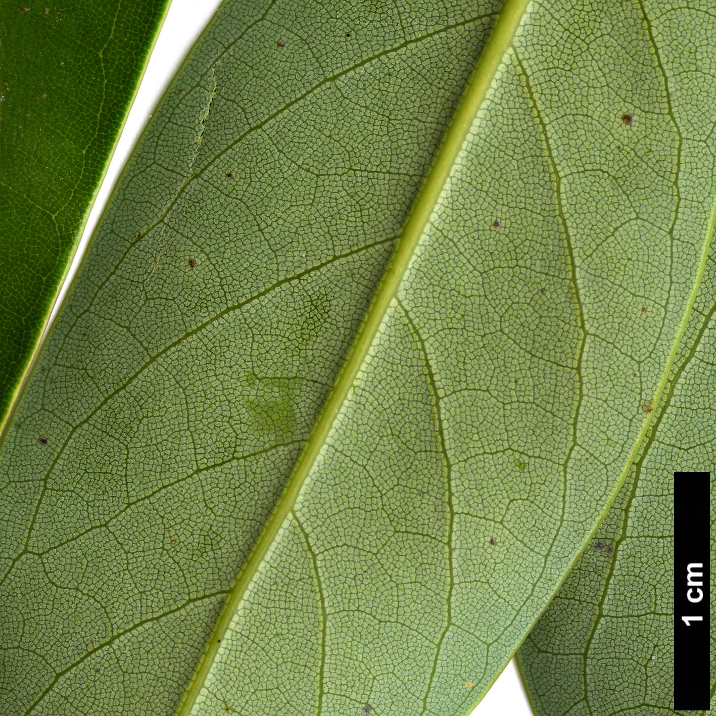 High resolution image: Family: Lauraceae - Genus: Machilus - Taxon: thunbergii 